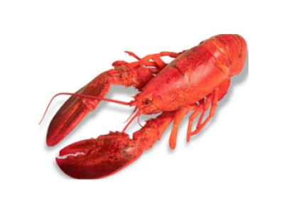 Щипка за морски дарове 62974 Lacor